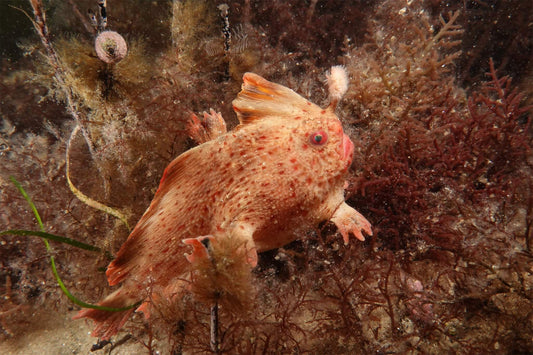 Meet Harriet the Handfish – A Rare, Little Fish